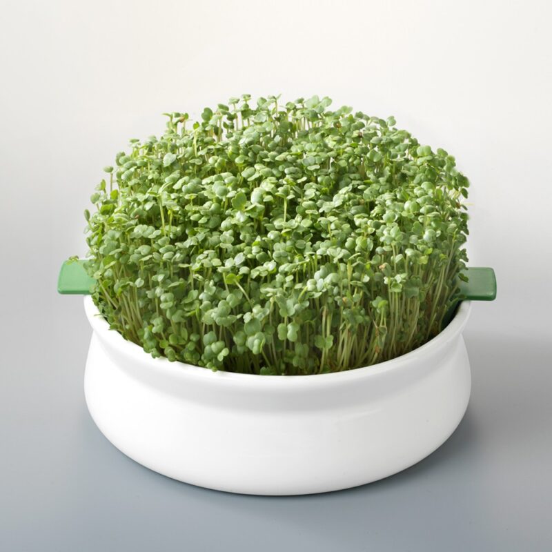 Vas pentru germinare Germline Vas pentru germinare Germline